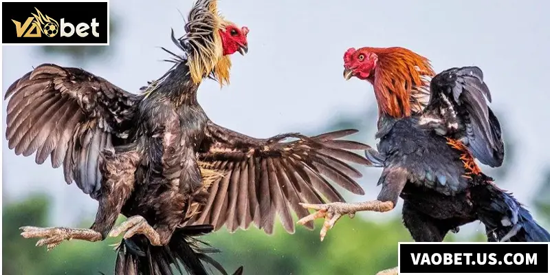 Đá Gà Đòn - Hướng Dẫn Kinh Nghiệm Đặt Cược Chiến Kê Đá gà đòn chính là sân chơi kịch tính bậc nhất giữa các chiến kê