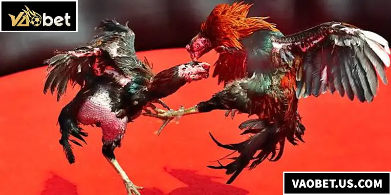 Đá Gà Thomo – Đấu Trường Sinh Tử Dành Cho Các Chiến Kê Đá Gà Thomo chính là sân chơi đá gà hấp dẫn bậc nhất đến từ xứ Campuchia